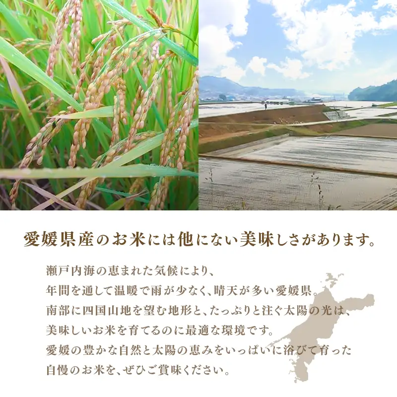 令和8年産 ミルキークイーン 約5kg | お米 愛媛県産米 白米 精米 【VEG1171】