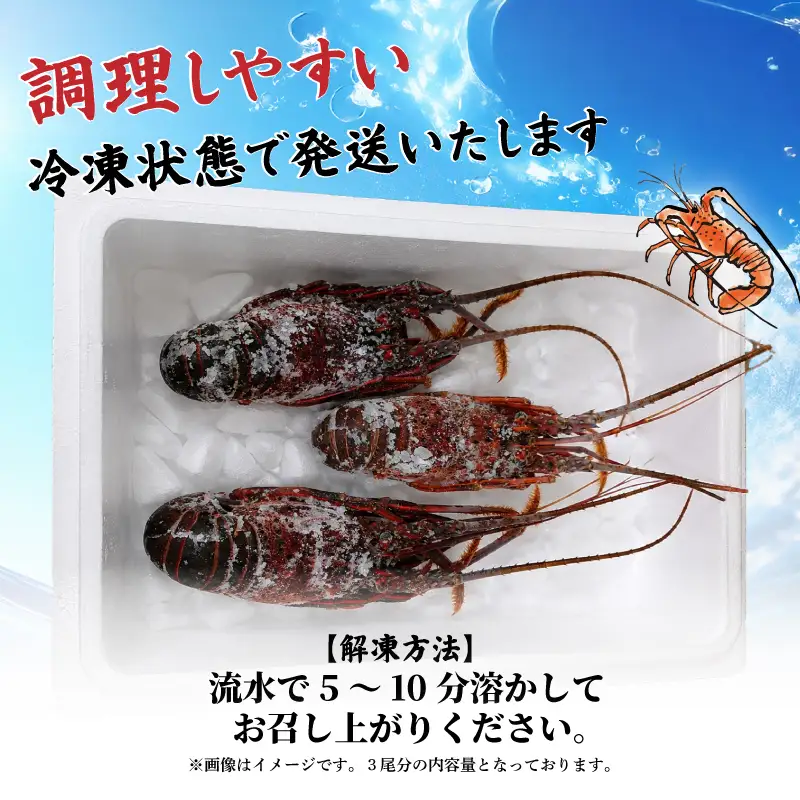 訳あり 伊勢海老 3～5尾 計 約1.3㎏ (冷凍) / 加熱用