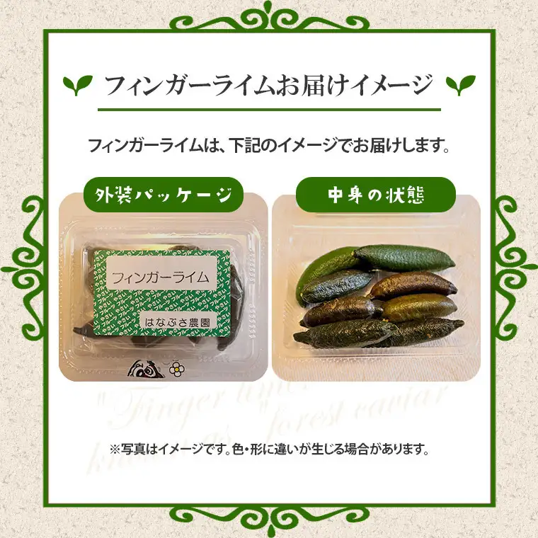 ライム フィンガーライム アソート 6本 ～ 8本（80ｇ前後） 果物 フルーツ 果実 品種 おまかせ 無農薬 農薬不使用 プチプチ 柑橘 らいむ 【先行予約・2026年9月より順次発送予定】（108-01）