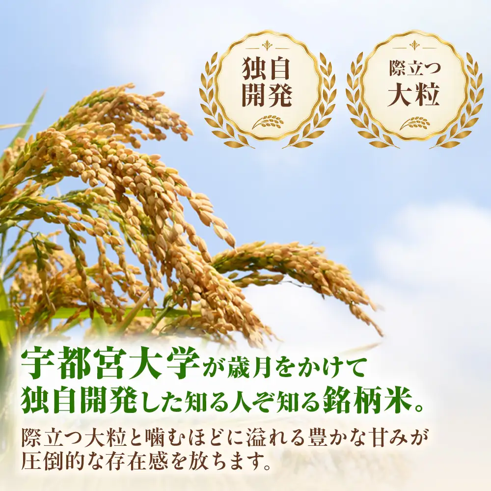 20-17 令和8年産米 栃木県産 ゆうだい21 精米 10kg