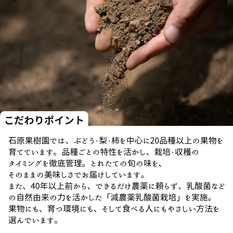 あたご梨 1玉 贈答箱 赤秀 約1.3kg玉【先行予約 2026年11月中旬から順次発送】
