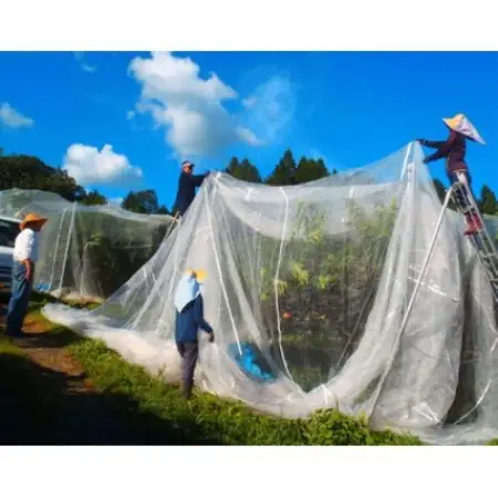 【2027年発送】岡山県産 極甘・樹熟し白桃『まみむめ桃』(ご家庭用) 化粧箱入り【配送不可地域：離島】【1779251】