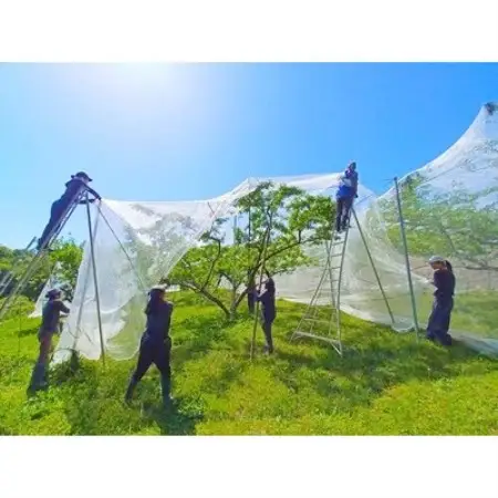 【2027年発送】岡山県産 樹熟し白桃『まみむめ桃』(ご家庭用) 化粧箱入り【配送不可地域：離島】【1779255】