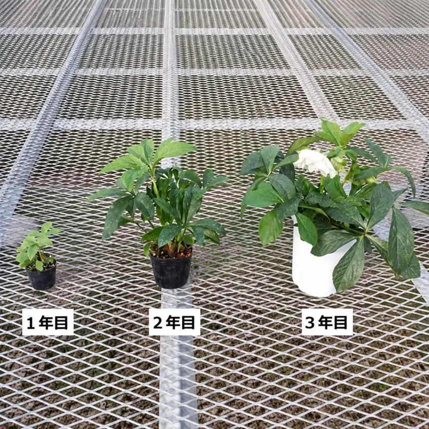 八ヶ岳・原村産　クリスマスローズ（八重咲き）2鉢セット 【ピンク×ピコティ】 ｜深山花園