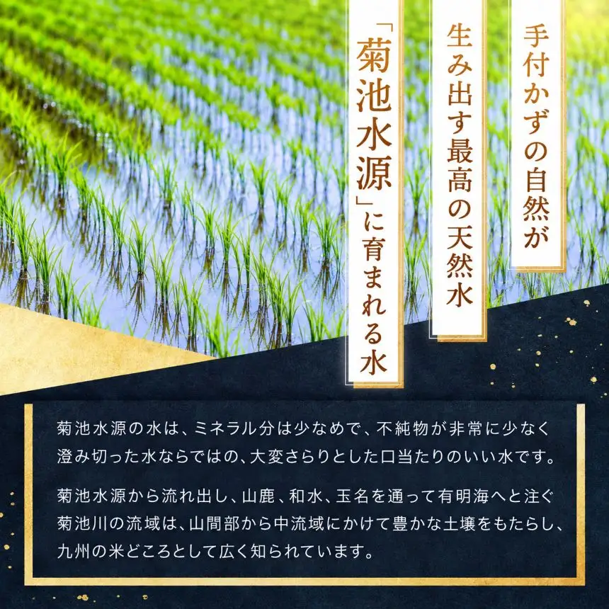 【 新米 予約 】 【 定期便 12回 】 令和8年産 熊本県産 ひのひかり 白米 15kg こめ 米 訳あり 規格外