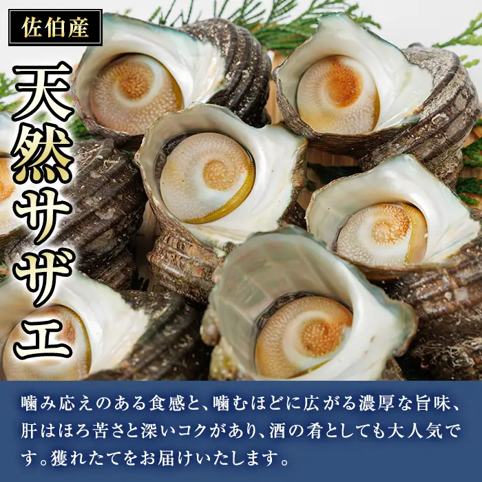 天然 サザエ (計1kg) 活サザエ 魚介 貝 活 活き つぼ焼き 壺焼き バーベキュー BBQ 獲れたて 魚介類 海鮮 おつまみ 魚貝 栄螺 冷蔵 大分県 佐伯市【AS153】【海べ】