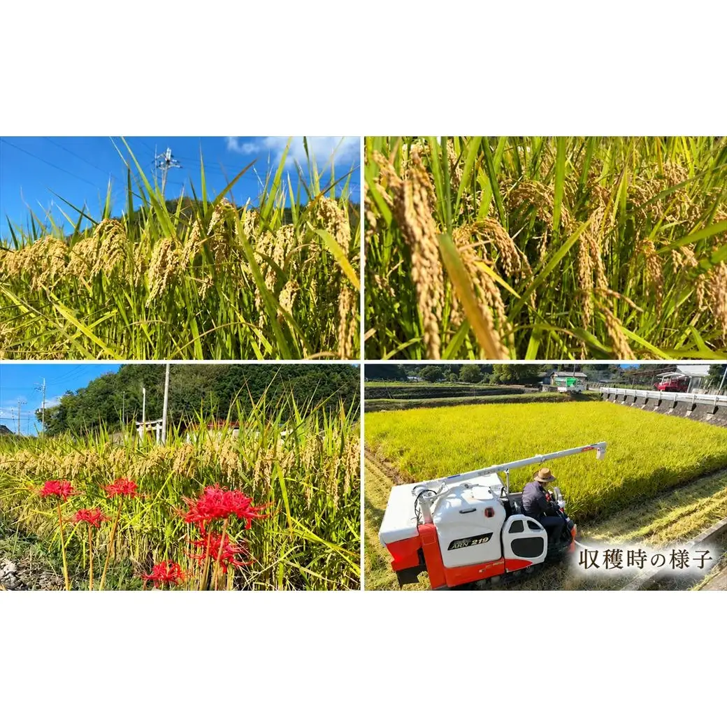 【定期便3か月 5kg】【早期予約 10月上旬から順次出荷】令和8年産 新米 精米 兵庫県産 縁結び ご縁米