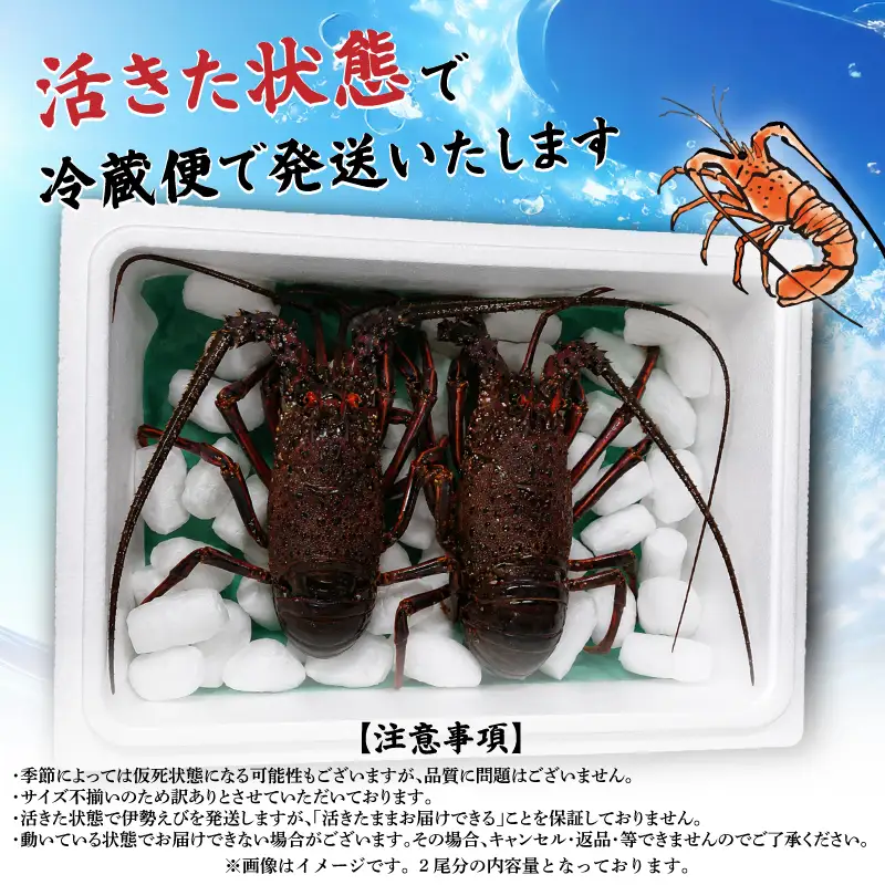 【訳あり】 活き 伊勢海老 1～2尾 計 約500g (冷蔵)