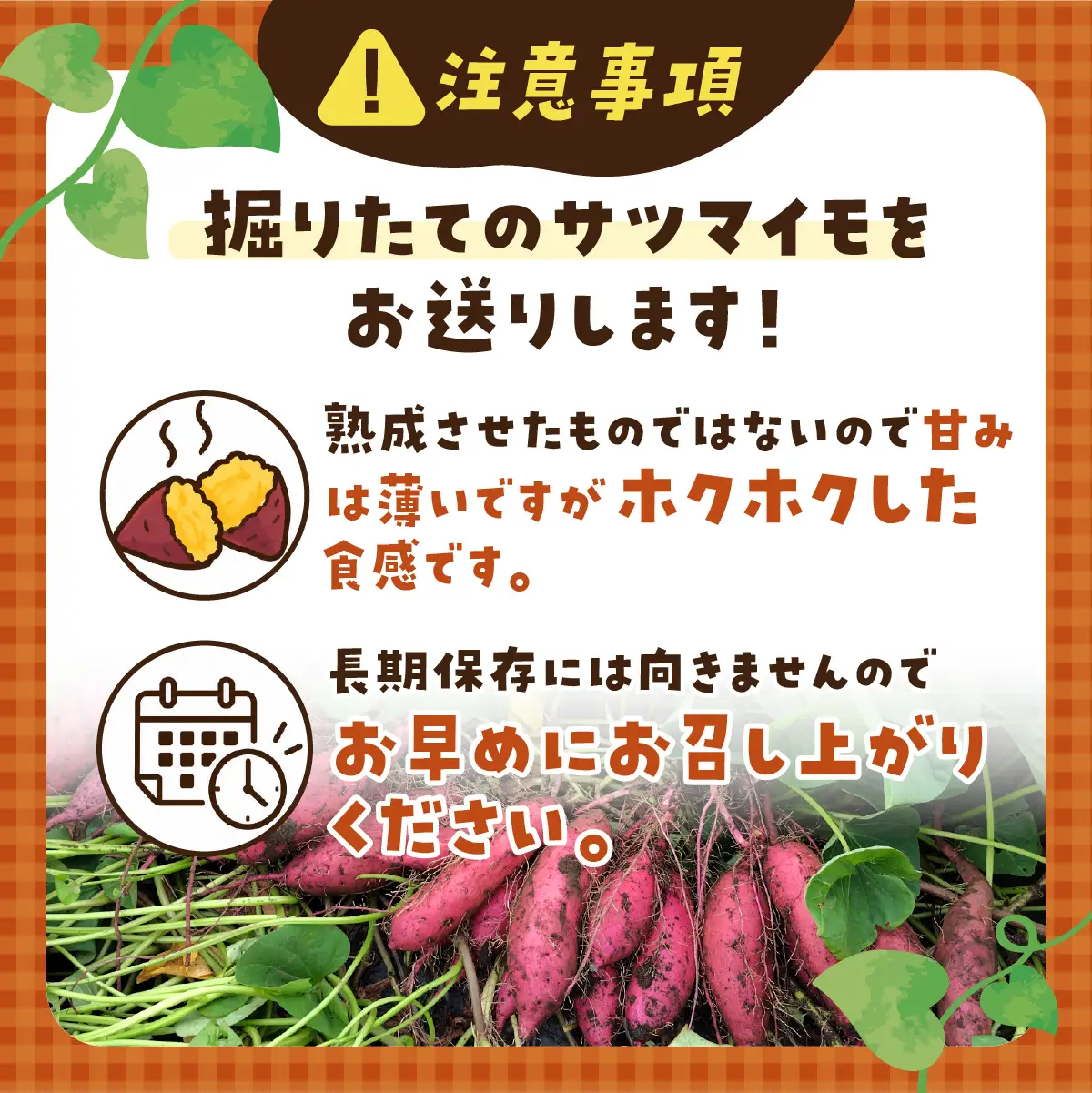 【訳あり】土付きさつまいも シルクスイート (無選別) 10kg | 新物 シルクスイート しるくすいーと