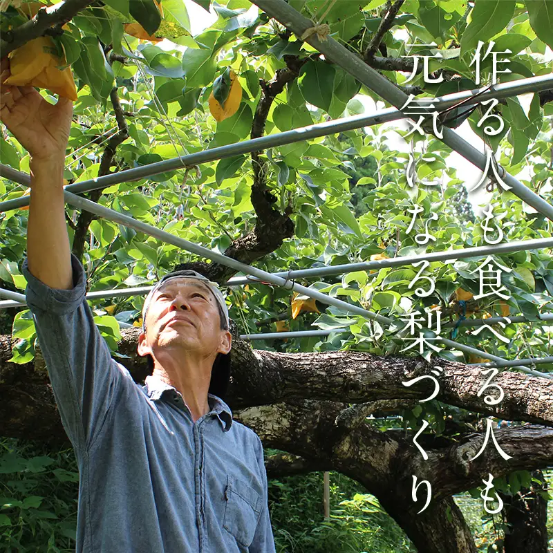 FKP9-723 【訳あり】マンゴー梨（王秋梨） 約4kg なし ナシ 梨 デザート フルーツ 果物 くだもの 果実 食品