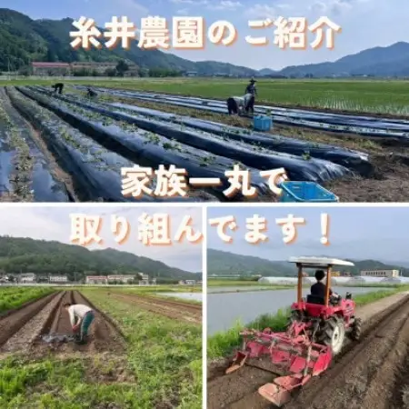 【熟成干し芋】京都府与謝野町産 ほしあかね 農家こだわり京の干し芋 100g×3袋 糸井農園【配送不可地域：離島】【1780289】