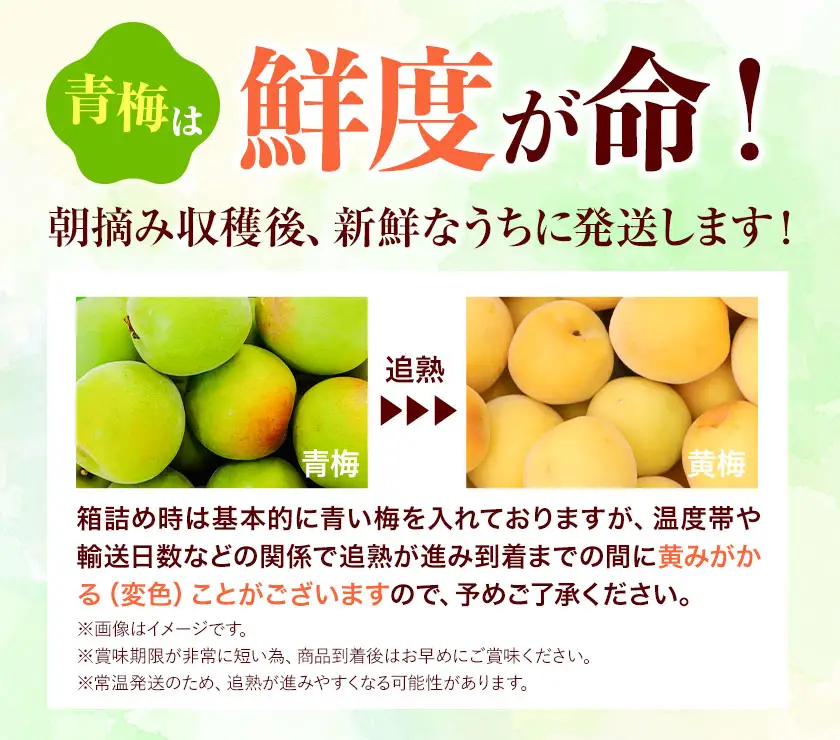 訳あり 南高梅 ( 青梅 ) 約4.5kg 山本農園