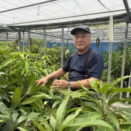 【2027年8月中旬より順次発送・贈答用】瀬底さんの幻のキーツマンゴー2kg(2～3玉)【1778675】