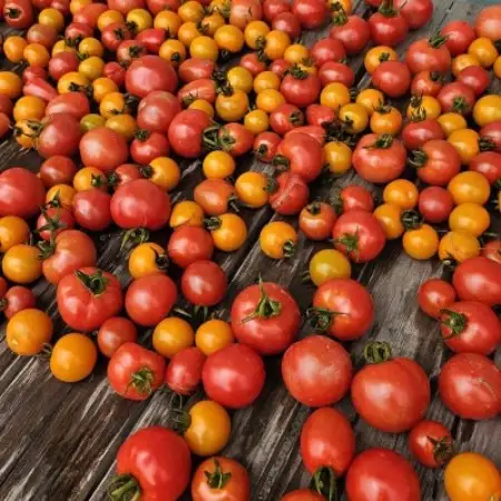 【有機JAS認証】本然農園の採れたて野菜セット5kg【配送不可地域：離島】【1779474】