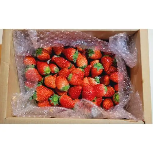 いちご専門農家直送！朝摘み収穫したて小粒完熟とちおとめ3kg 20260709～
