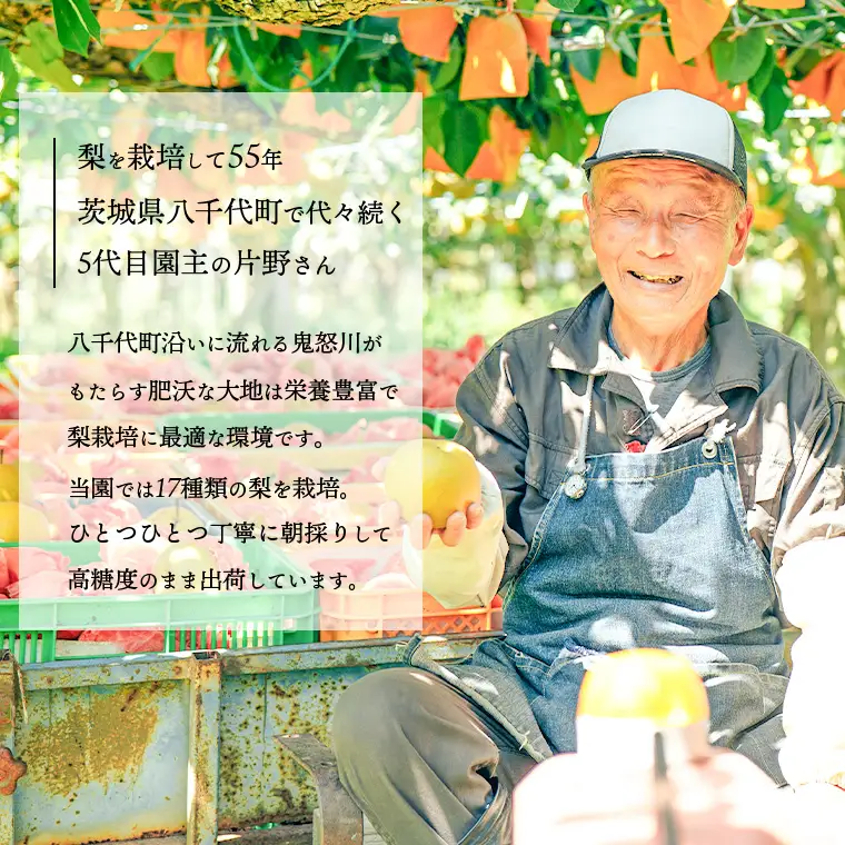 【訳あり】新高梨 約5kg 09月下旬発送  梨 家庭用