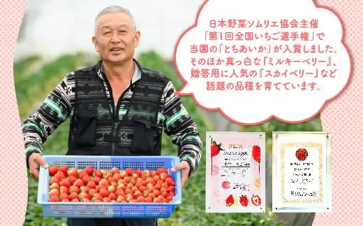 《数量限定》新旧2種食べ比べセット（とちおとめ、とちあいか） 270g×2パック（540g）｜いちご イチゴ 苺 先行予約 栃木県 果物 くだもの フルーツ とちおとめ とちあいか 新鮮 贈答 ギフト 食べ比べ ※2027年1月～発送