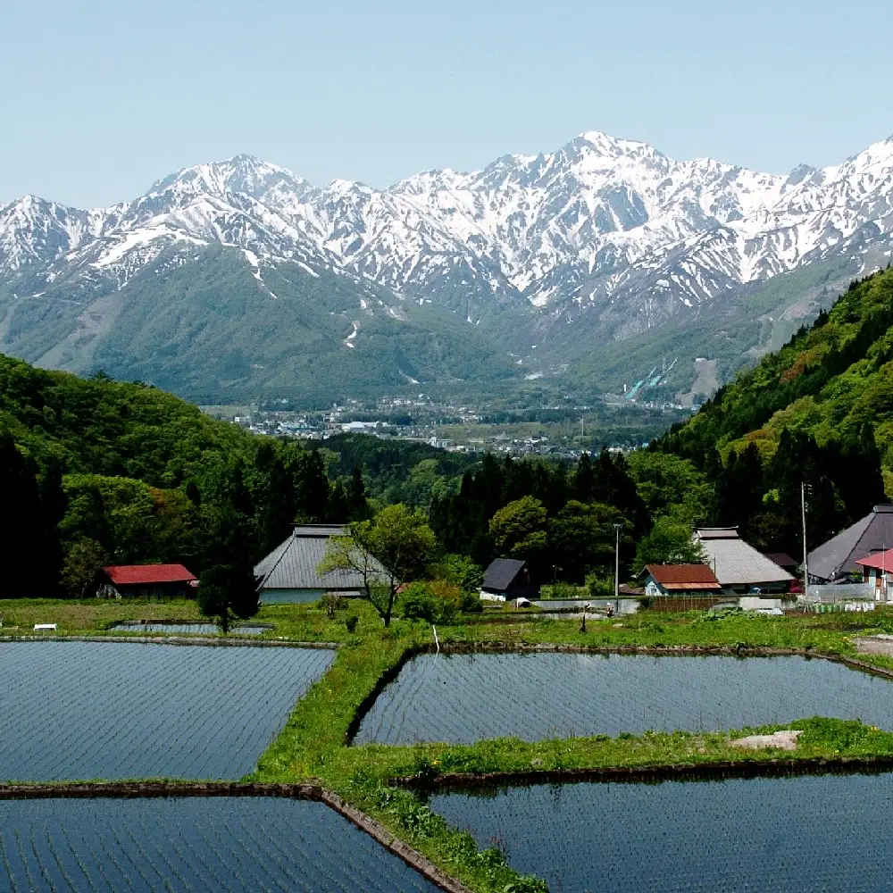 ＜3回定期便・先行予約＞令和8年産 ミルキークイーン 玄米 5kg 長野県