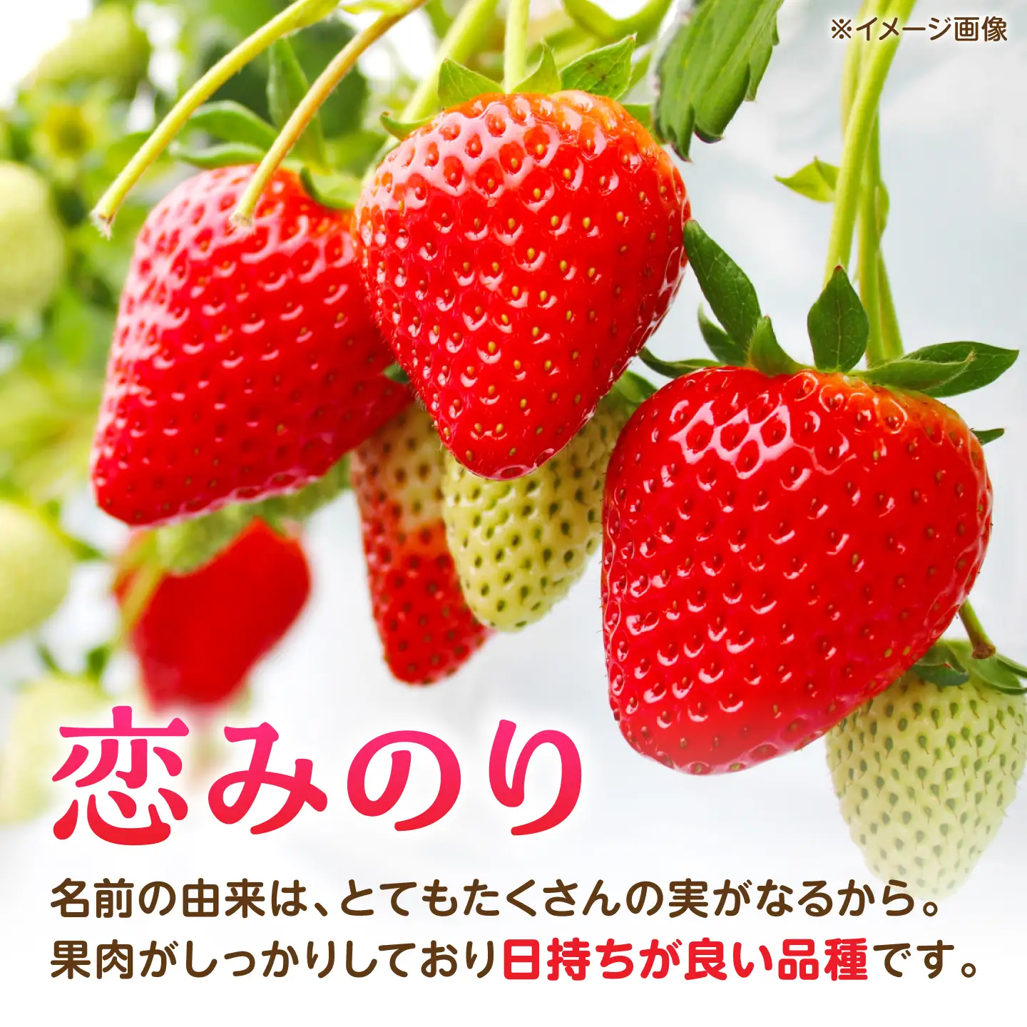 【先行予約】【2027年3月中旬より順次発送】いちご 恋みのり 百花園ファーム 約700g（約350g×2P）20粒/P Lサイズ 【株式会社合志百花園ファーム】[AYDW002]