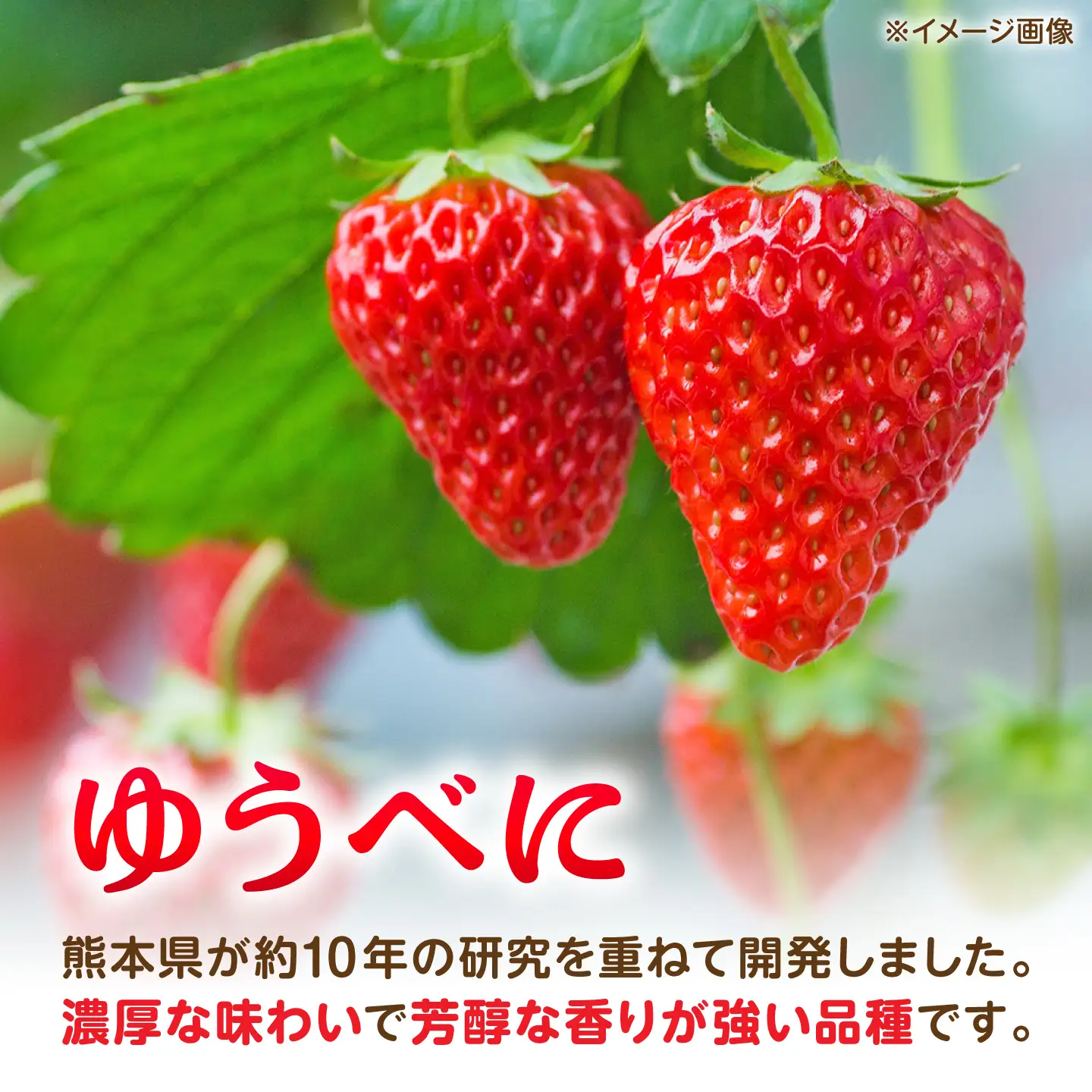 【先行予約】【2027年3月中旬より順次発送】いちご ゆうべに 百花園ファーム 約700g（約350g×2P）20粒/P Lサイズ 【株式会社合志百花園ファーム】[AYDW006]