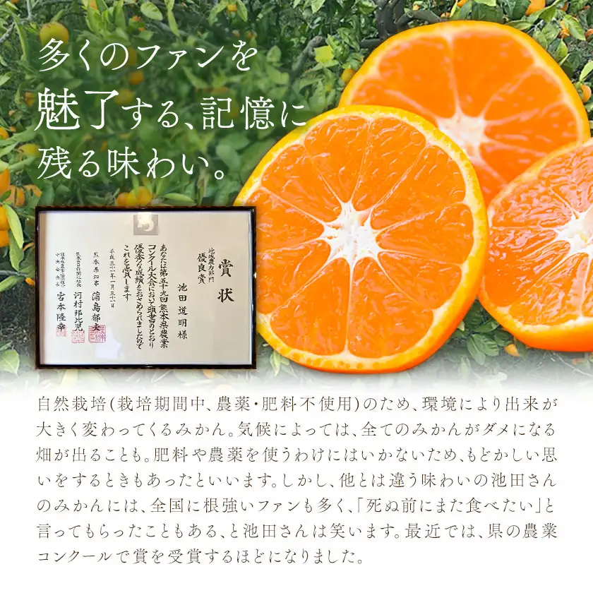 特選 温州みかん 3kg 池田農園