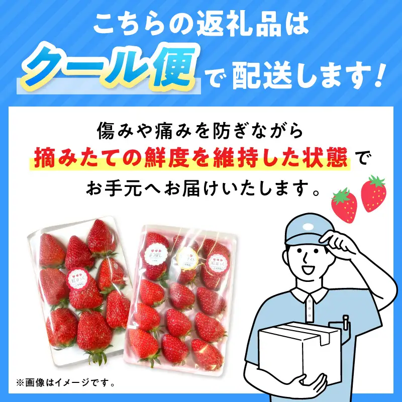 【2027年1月～2027年4月発送予定】【自宅用】朝摘みいちご 紅ほっぺ  1kg【ふるさと納税3.0】【117E-004-2027】