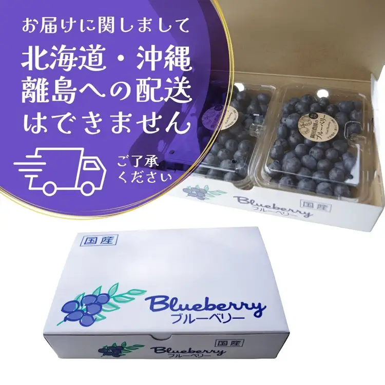 朝摘みブルーベリー 生果実 500g ベリー