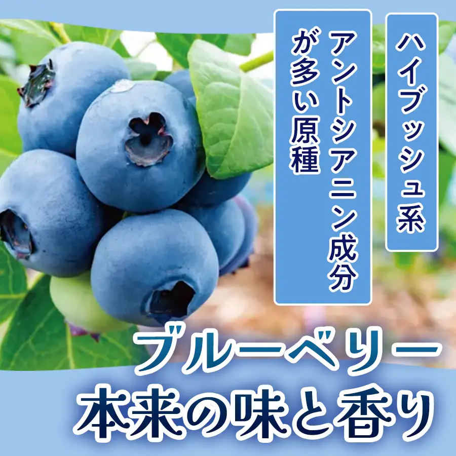 ブルーベリージャム 190g × 3本 ブルーベリー ジャム 自然栽培 無農薬 化学肥料不使用 冷蔵 ベリー 国産 フルーツ 果物 宮城県 石巻市 宮城 石巻