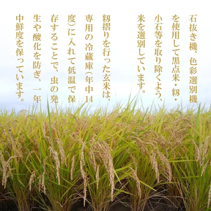 令和8年産米　淡路島産キヌヒカリ　白米10㎏