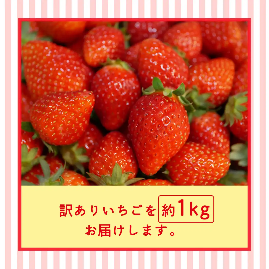 ＜ 訳あり ＞いちご 約1kg【2027年1月から発送開始】（茨城県共通返礼品 [いちご]：城里町産）いちご イチゴ 苺 訳あり 不揃い 家庭用 大容量 お得 ふるさと納税