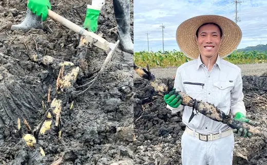 連島レンコン 約3kg （ 3本 ） レンコン れんこん 蓮根 野菜 やさい 根菜 国産 岡山県産 ビタミンC 食物繊維 【 2026年9月上旬から2027年5月下旬迄発送予定 】