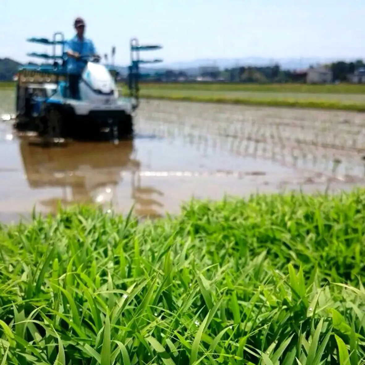 【令和8年産新米】 新潟県産「従来こしひかり」＆「新之助」 白米 食べ比べ 10kg（各5kg）セット 阿賀野市産 中島農場 精米 新潟県 米 こめ コメ お米 ごはん ご飯 農家直送 色彩選別済 新米 新米予約 令和8年産 9月下旬より順次発送 3R05033