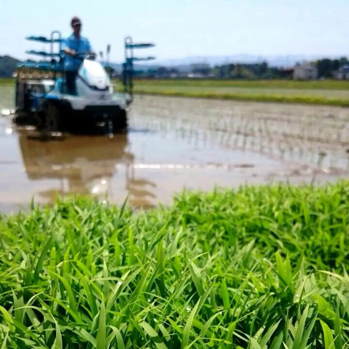 【令和8年産新米】 新潟県産 「従来こしひかり」 白米 30kg（5kg×6袋） 阿賀野市産 中島農場 精米 新潟県 米 こめ コメ お米 ごはん ご飯 農家直送 色彩選別済 新米 令和8年産 3R19088