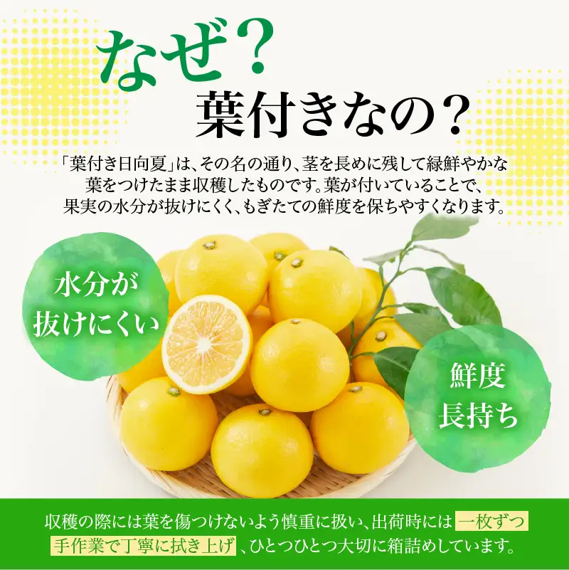 【先行受付】初春の旬「日向夏」種なし（オール葉付き）2.5kg 果物 フルーツ くだもの 柑橘 フルーツサンド おやつ スイーツ デザート ジャム おすすめ ギフト 贈り物 贈答 プレゼント おすそ分け お返し 宮崎県 綾町 送料無料【JA綾町】_A0114-2711