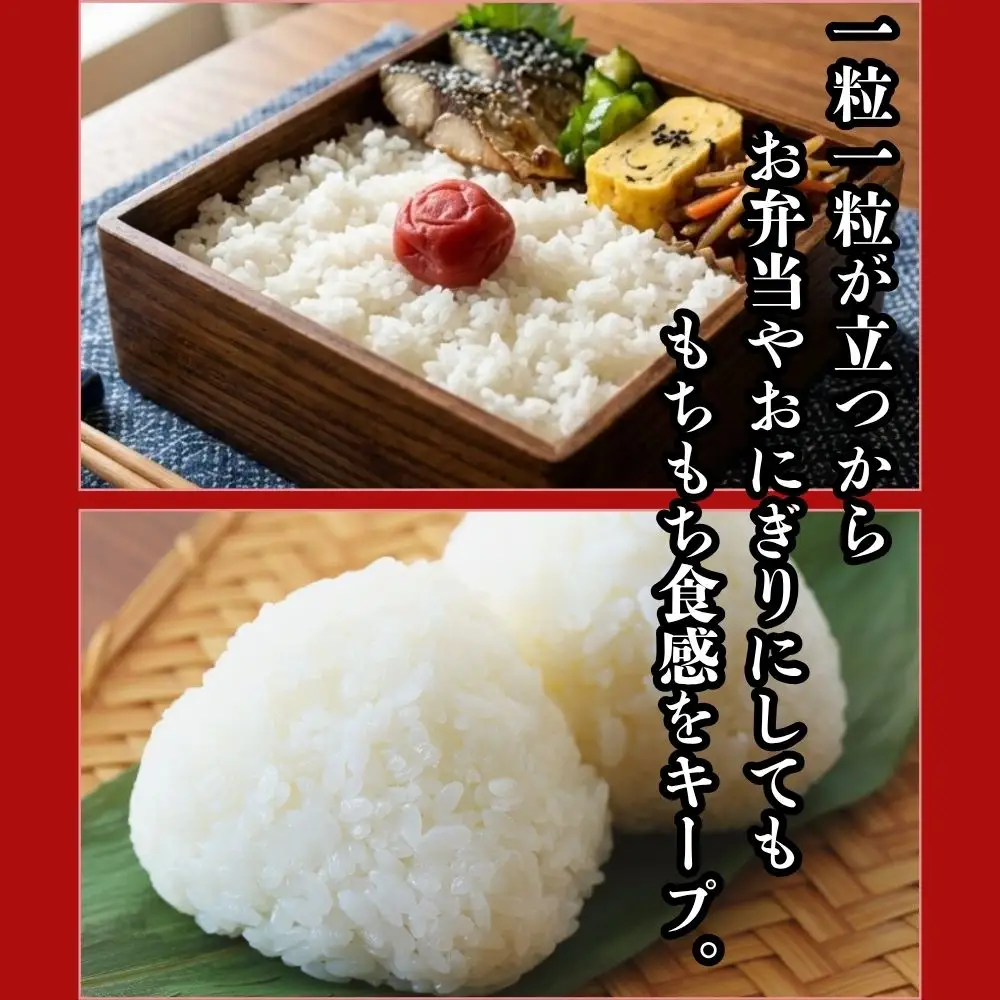新米 ななつぼし 5kg 令和8年産 北海道産 先行予約