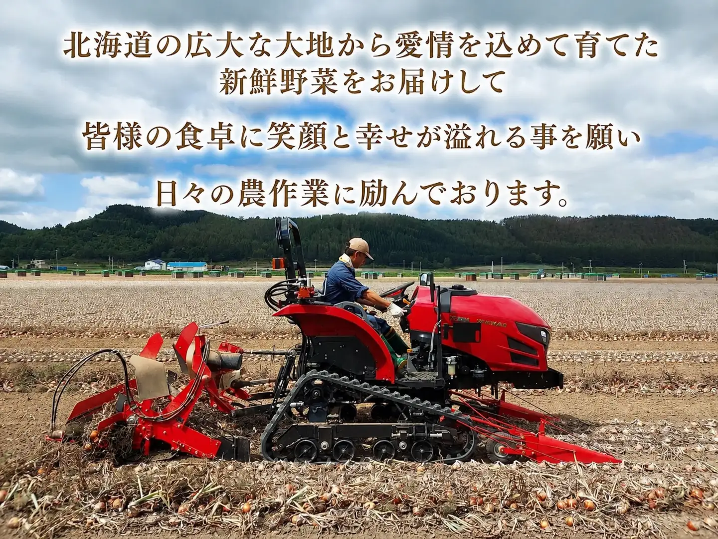 【10月発送】玉ねぎ 小島農場 20kg 美幌町産（2026年10月以降順次発送） AW006_a | 玉ねぎ