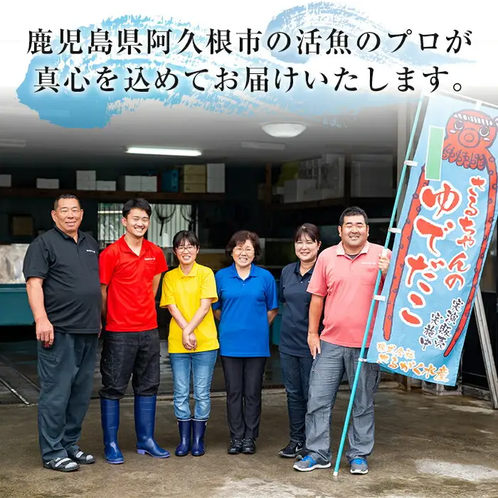 訳あり！アオリイカ(約2kg以上・3～8杯) 鹿児島県 阿久根市 いか イカ 烏賊 魚介 海鮮 海産物 冷凍 お刺身 お造り 真空パック 新鮮 おつまみ 晩酌 酒の肴 【さるがく水産】akn028-55