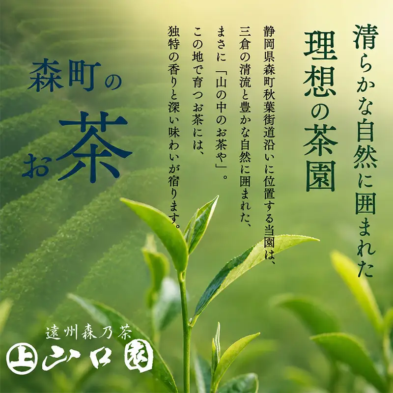 【3カ月ごと4回のお届け】 森の茶上煎茶 かおり 100g×2袋 茶 お茶 緑茶 煎茶 茶葉 森町 静岡県
