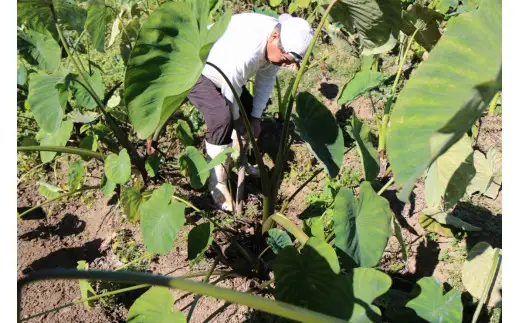 ほっくり美味しい♪化学合成農薬等不使用のサトイモ（白芽）約3.5kg