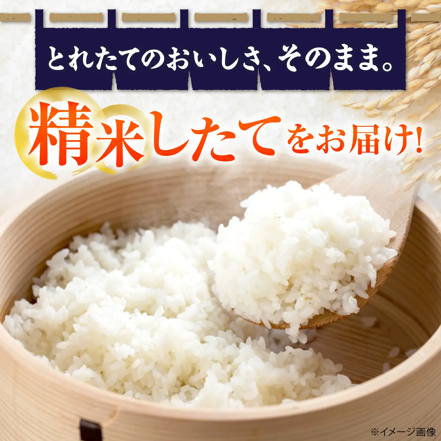 【全3回定期便】コシヒカリ 5kg 滋賀県長浜市/狩野農園[AQDK005]