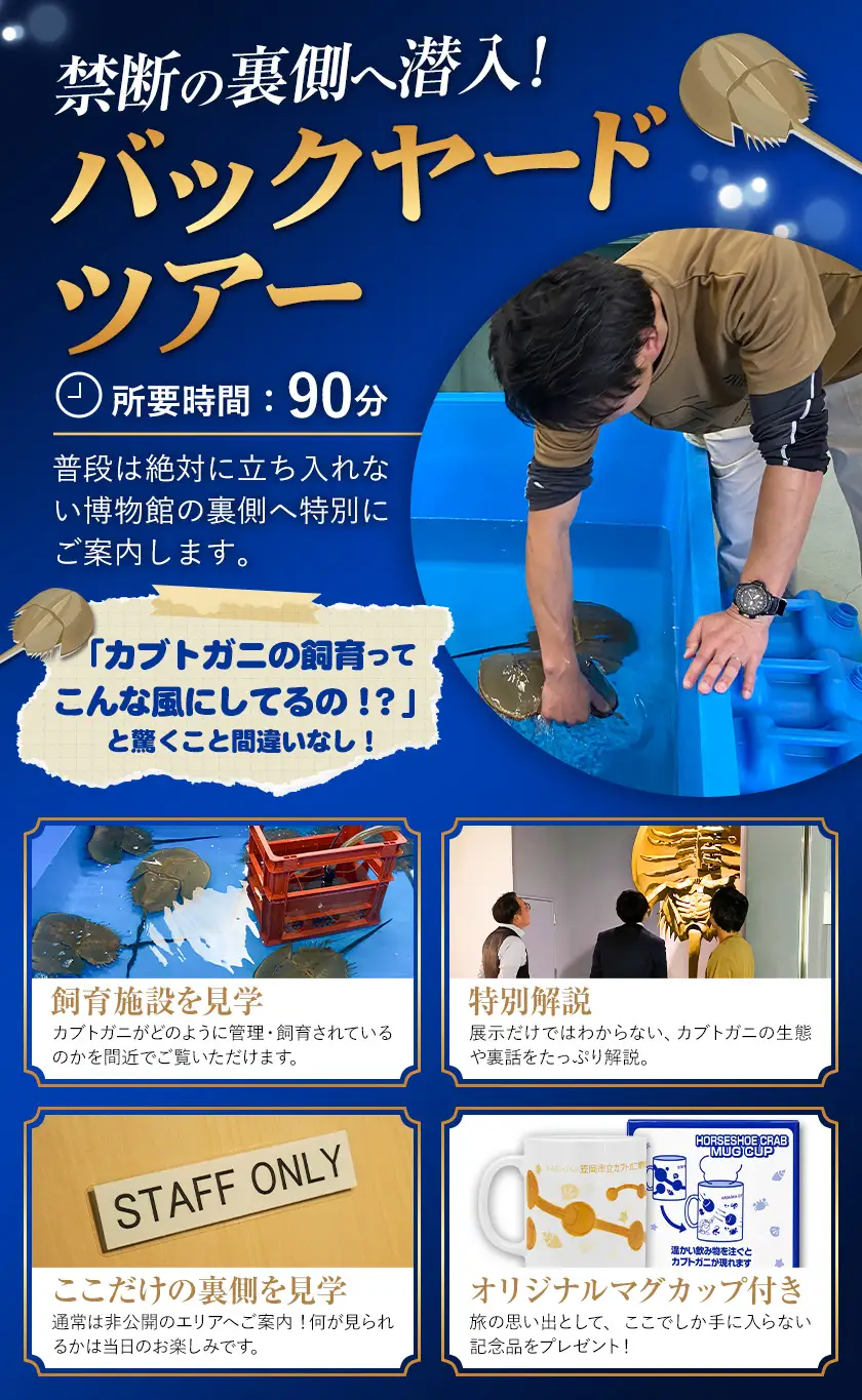 バックヤードツアー 記念品 マグカップ 付き 5名 カブトガニ博物館