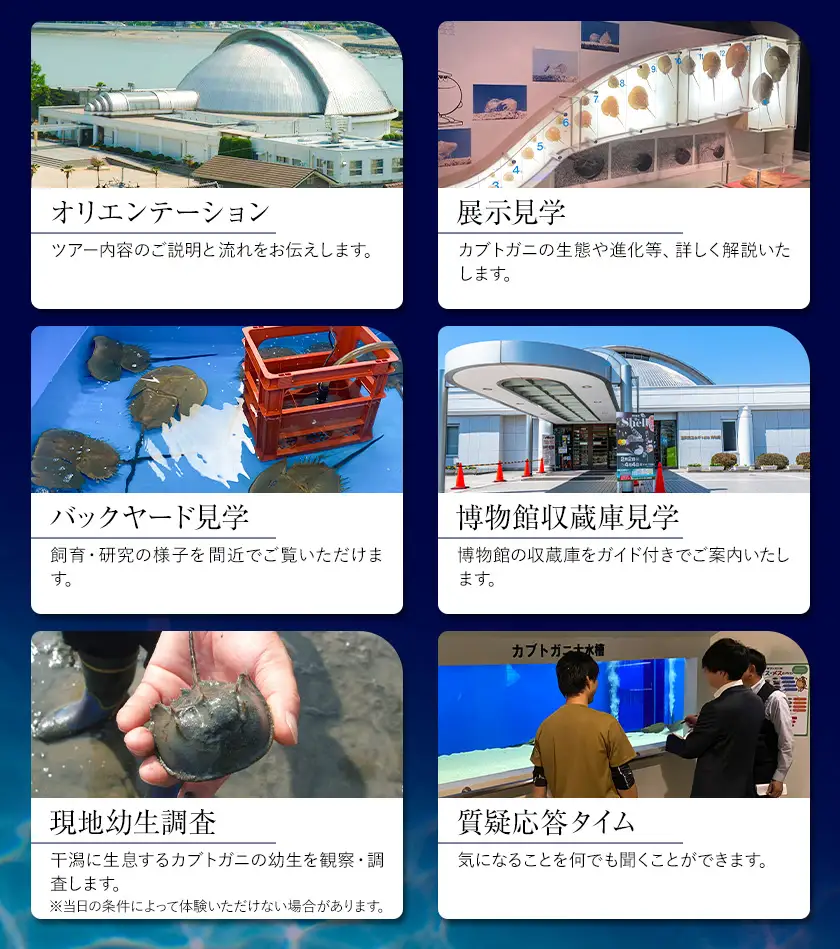 カブトガニ博物館貸し切り！カブトガニづくしツアー  5名様まで カブトガニ博物館