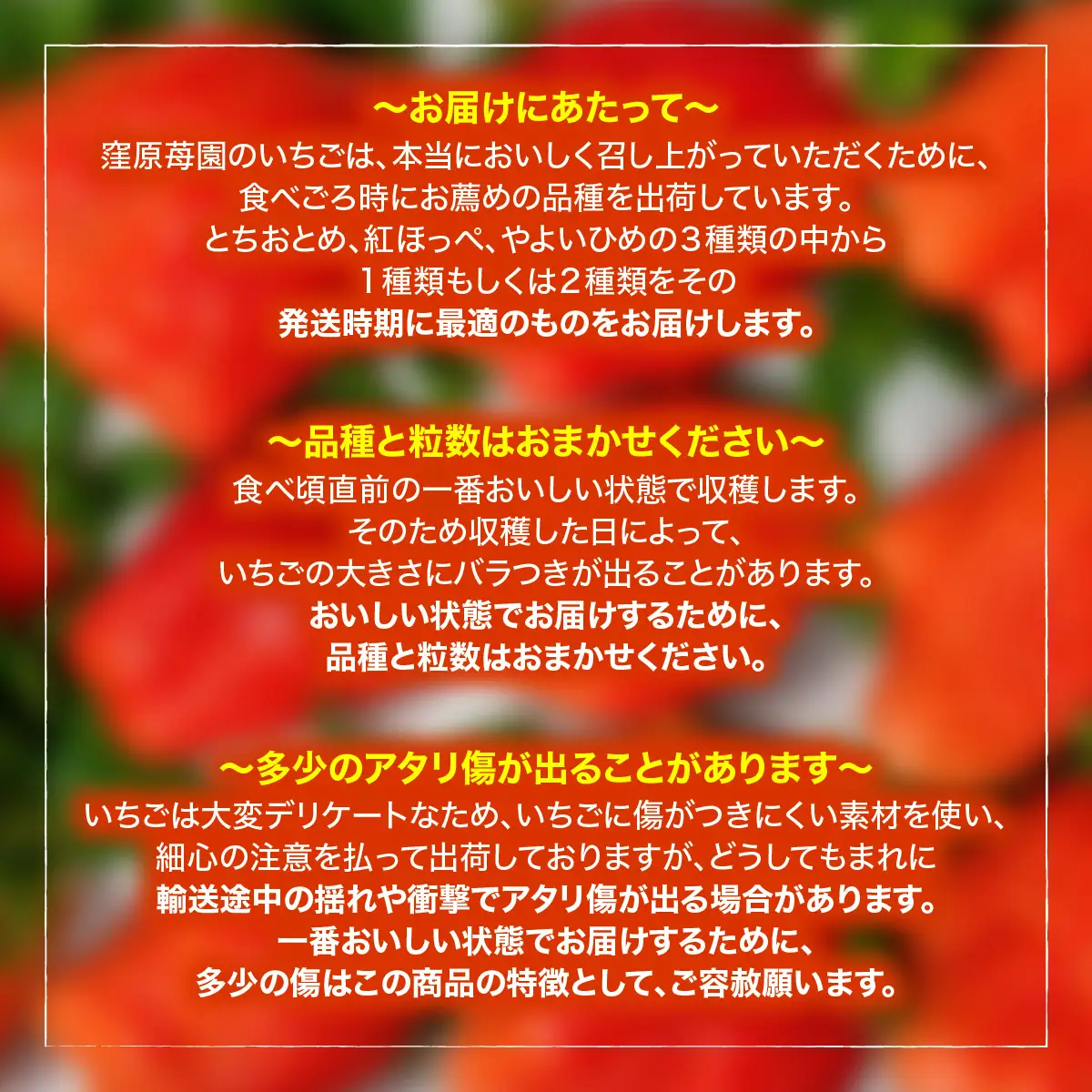 【先行予約・2027年1月～発送】農家直送！窪原さんちのこだわり極上、完熟いちご　（とちおとめ、紅ほっぺ、やよいひめのいずれかを約１㎏） SMDH001
