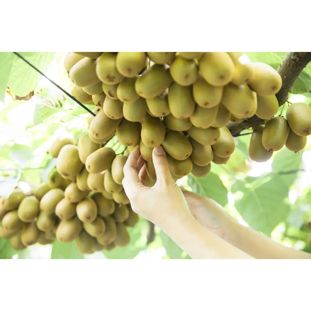 【瀬戸内マルシェが選ぶ】さぬきキウイっこ　約1.5kg（11月中旬以降発送）