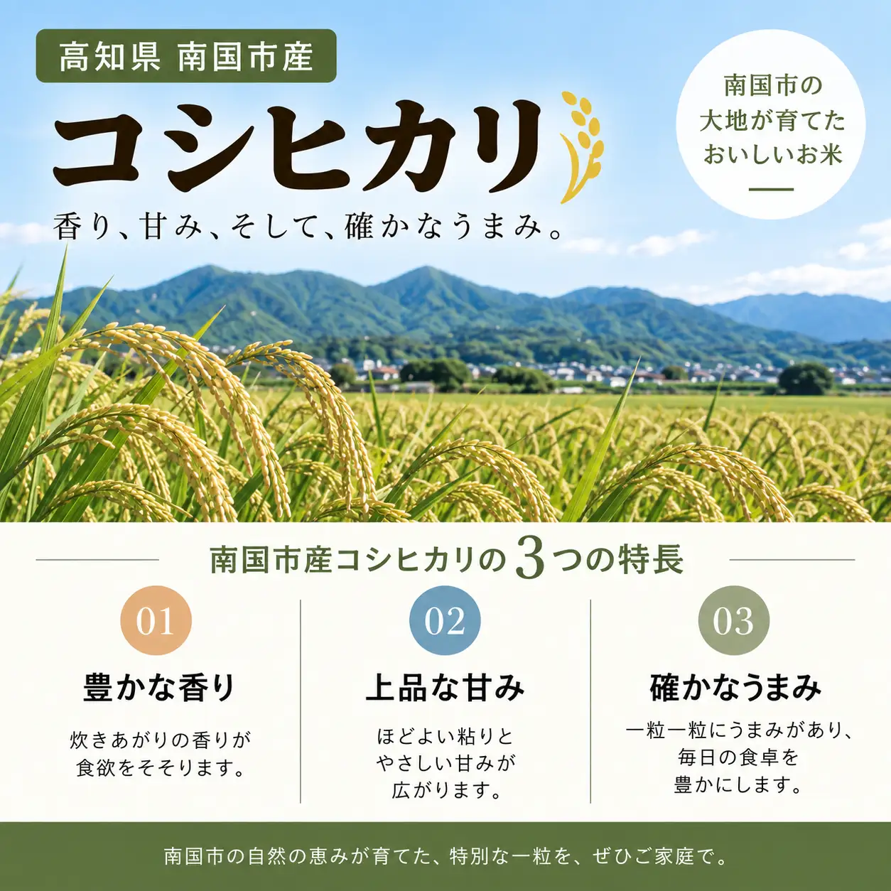 【令和8年 南国市産】 白米 5kg コシヒカリ 精米 3回定期便