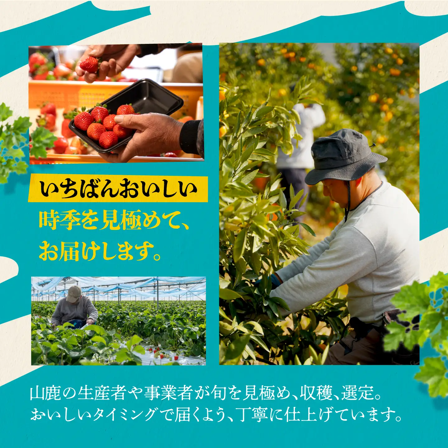 【先行予約】【4回定期便】 フルーツの名産地 山鹿から直送する旬のフルーツ シャインマスカット 早生 みかん いちご 恋みのり 不知火 [ZZZ007]