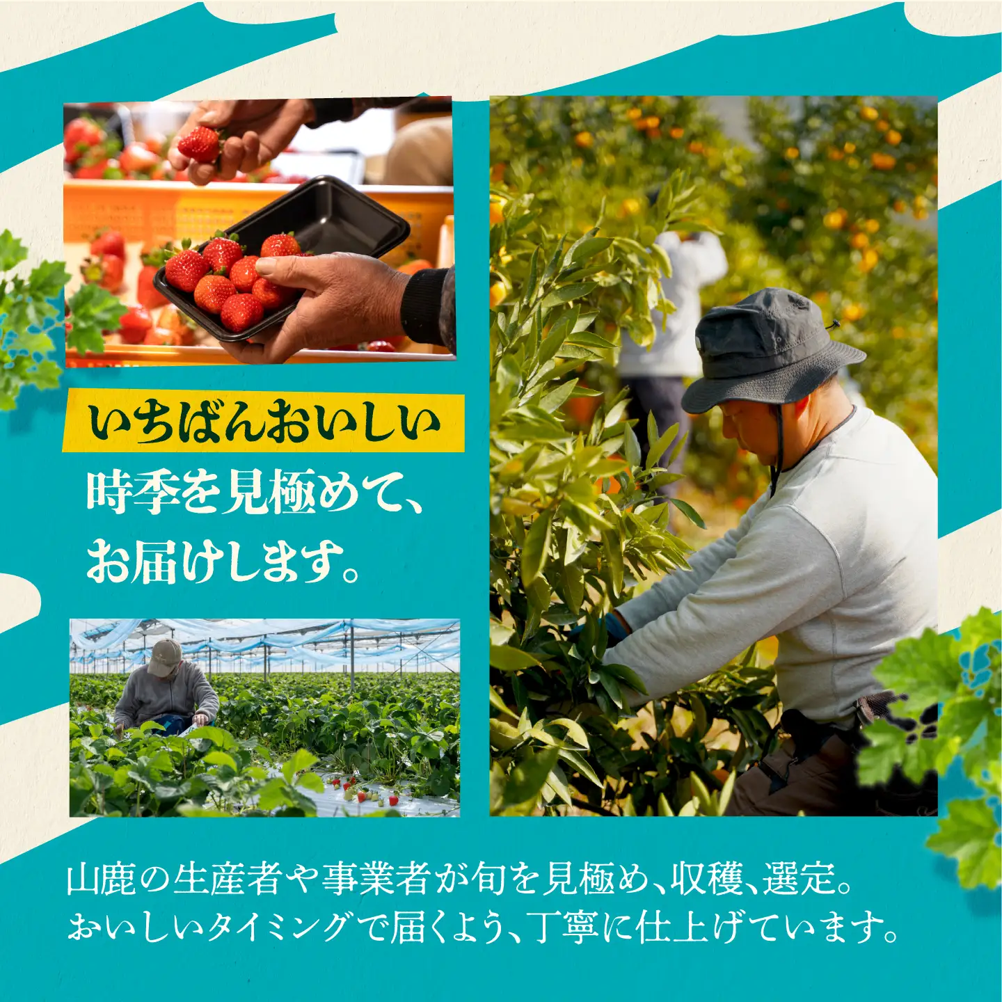 【先行予約】【6回定期便】 フルーツの名産地 山鹿から直送する柑橘定期便 みかん 極早生 早生 温州 白川 せとか 不知火 [ZZZ008]
