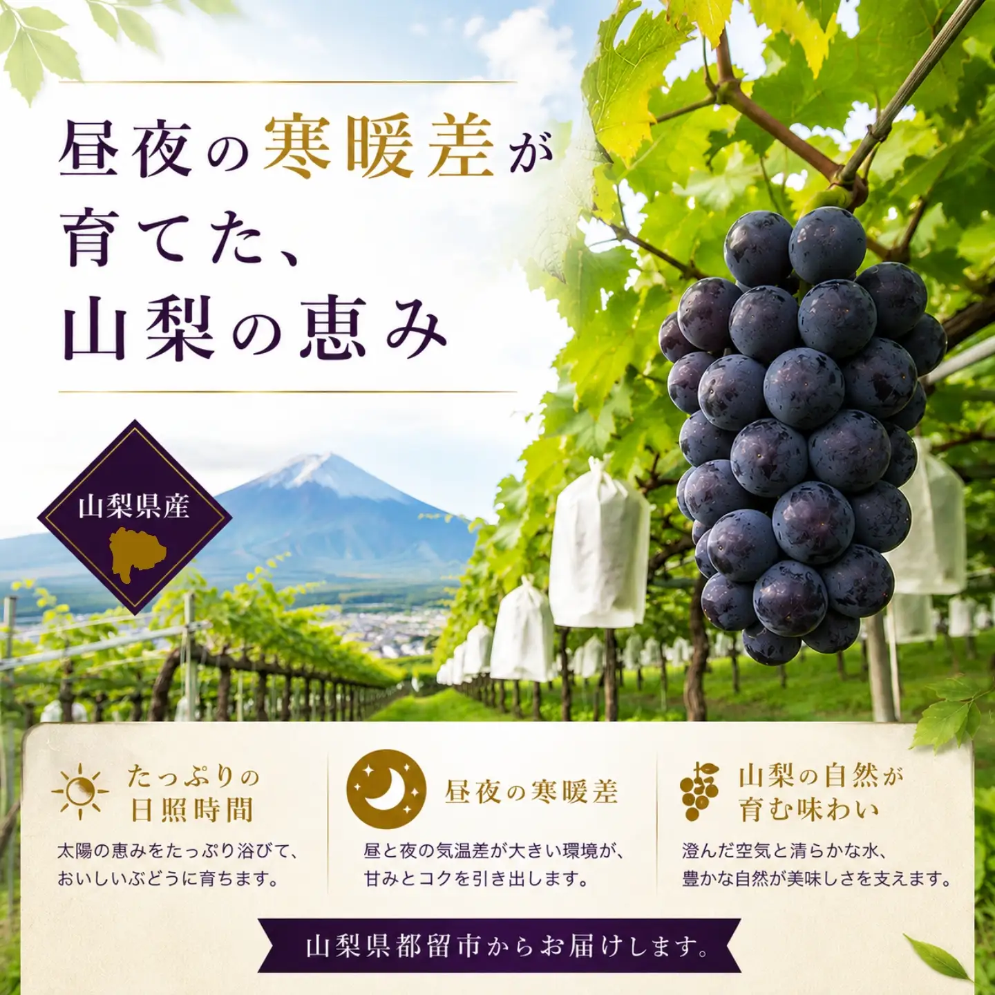 【2027年 先行予約】山梨県産　種なし ピオーネ 3~5房　(約2㎏）
