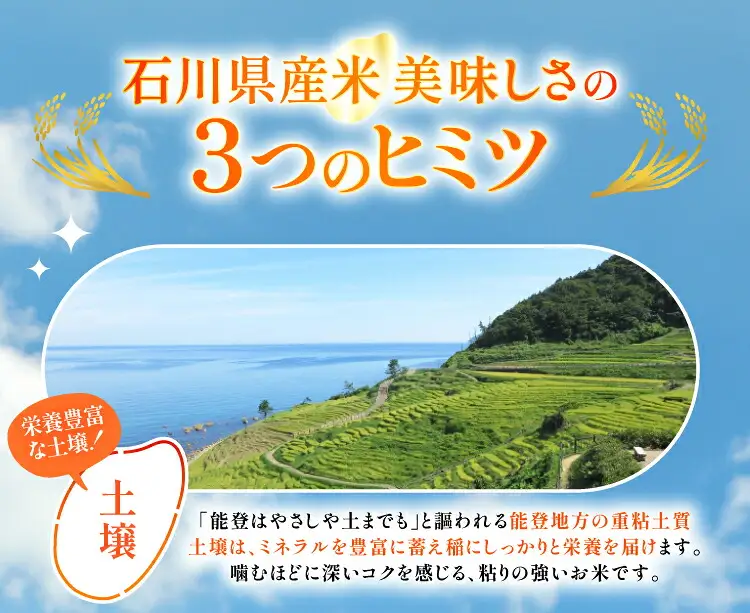 米 定期便 能登米 こしひかり 10kg ×12回 総計 120kg 精米 令和8年産 新米