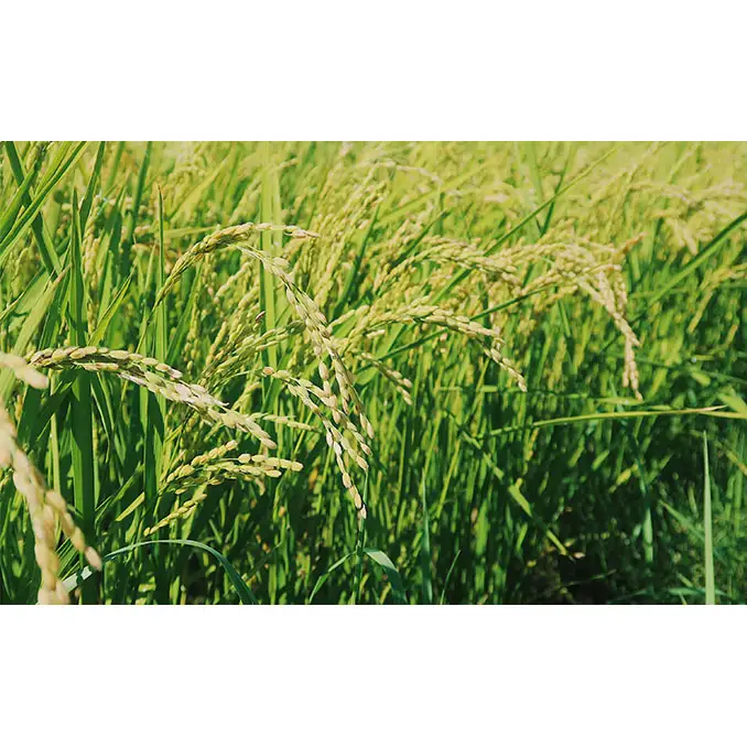 【令和8年度】北海道 富良野産 おぼろづき 減農薬 5kg 米 (山本農園) お米 ご飯 ごはん 白米 定期 送料無料 北海道 富良野市 道産 直送 ふらの